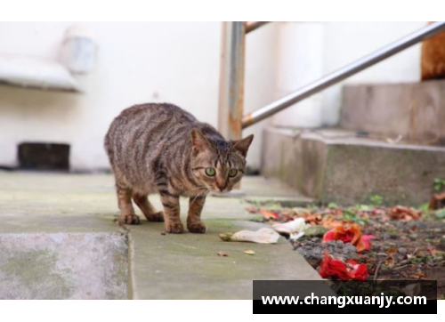 撞脸狸花猫的体育明星：谁是你见过的最有趣的运动员？